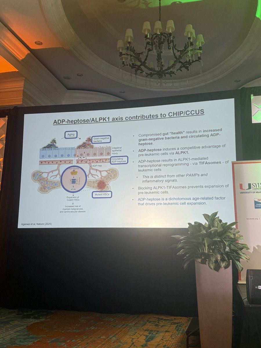 Dr. Uma Borate: Associate Professor (@beatalleukemia) on Twitter photo Fascinating science & story around an ageing gut & interaction with CHIP clones by <a href="/dstarczynowski/">Daniel Starczynowski</a> . Such cool science & potential for more studies to tease out its role in leukemic evolution <a href="/UMiamiHealth/">UMiami Health System</a> <a href="/SylvesterCancer/">Sylvester Comprehensive Cancer Center</a> Fascinating science & story around an ageing gut & interaction with CHIP clones by <a href="/dstarczynowski/">Daniel Starczynowski</a> . Such cool science & potential for more studies to tease out its role in leukemic evolution <a href="/UMiamiHealth/">UMiami Health System</a> <a href="/SylvesterCancer/">Sylvester Comprehensive Cancer Center</a>