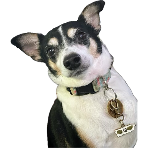 javvybing27's tweet photo. Had to take my daughter to the vet this AM (annual check up)
Are tarrifs affecting vet pricing ??? Sheesh 🙄😂
#Dogs4Life https://t.co/37KyVLRXCh
