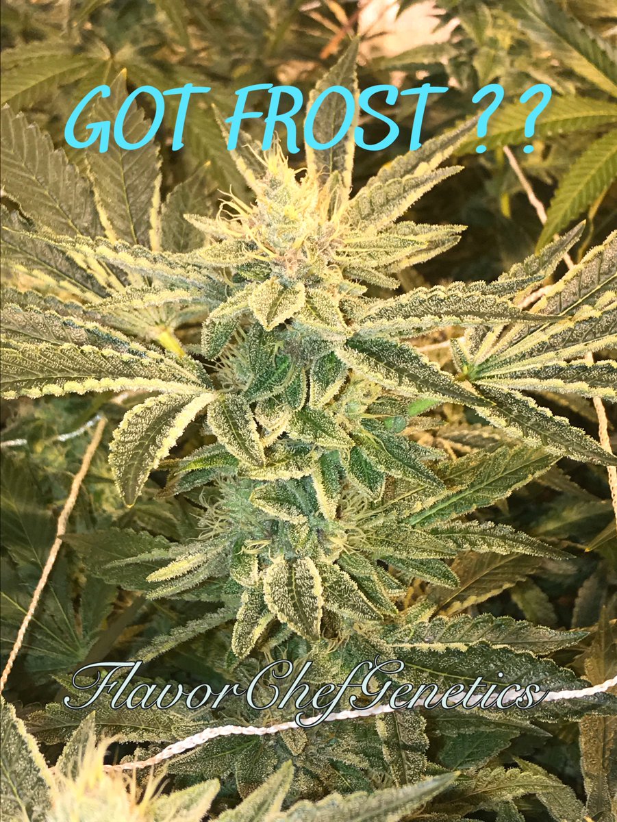 FlavrChfGenetix's tweet photo. Have a great weekend growers,smokers,and everybody! ๐ค๐ผ(picture is #gojiOG #FlavorChefGenetics) stay lifted and blessed โ๐ผ https://t.co/tcjgqodu7j