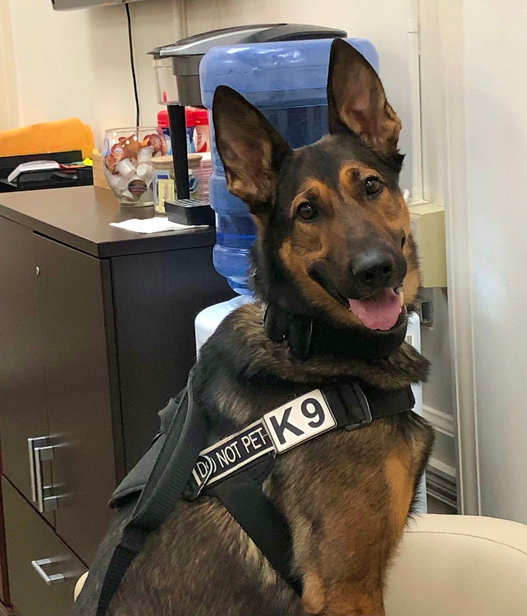 DenverSheriff's tweet image. No K9s were caffeinated during this photo session! K9 Gage is fueled by good-boys and tug toys. #SaturdaySparkOfJoy #DSDEst1902 #WorkingDogsOfTwitter