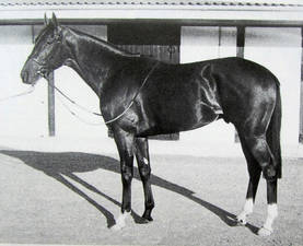 28/04/1984 SECRETO, el caballo que le dio la enorme satisfacción a la familia Miglietti de ganar el Epsom Derby, hacía su 1ra. carrera como tresañero ganando los 1.400 metros del The Tetrarch S. (G3) en Irlanda. Luego correría las 2.000 Guineas y de allí a ganar el Derby <a href="/LUMITO/">LUMI MITO</a>