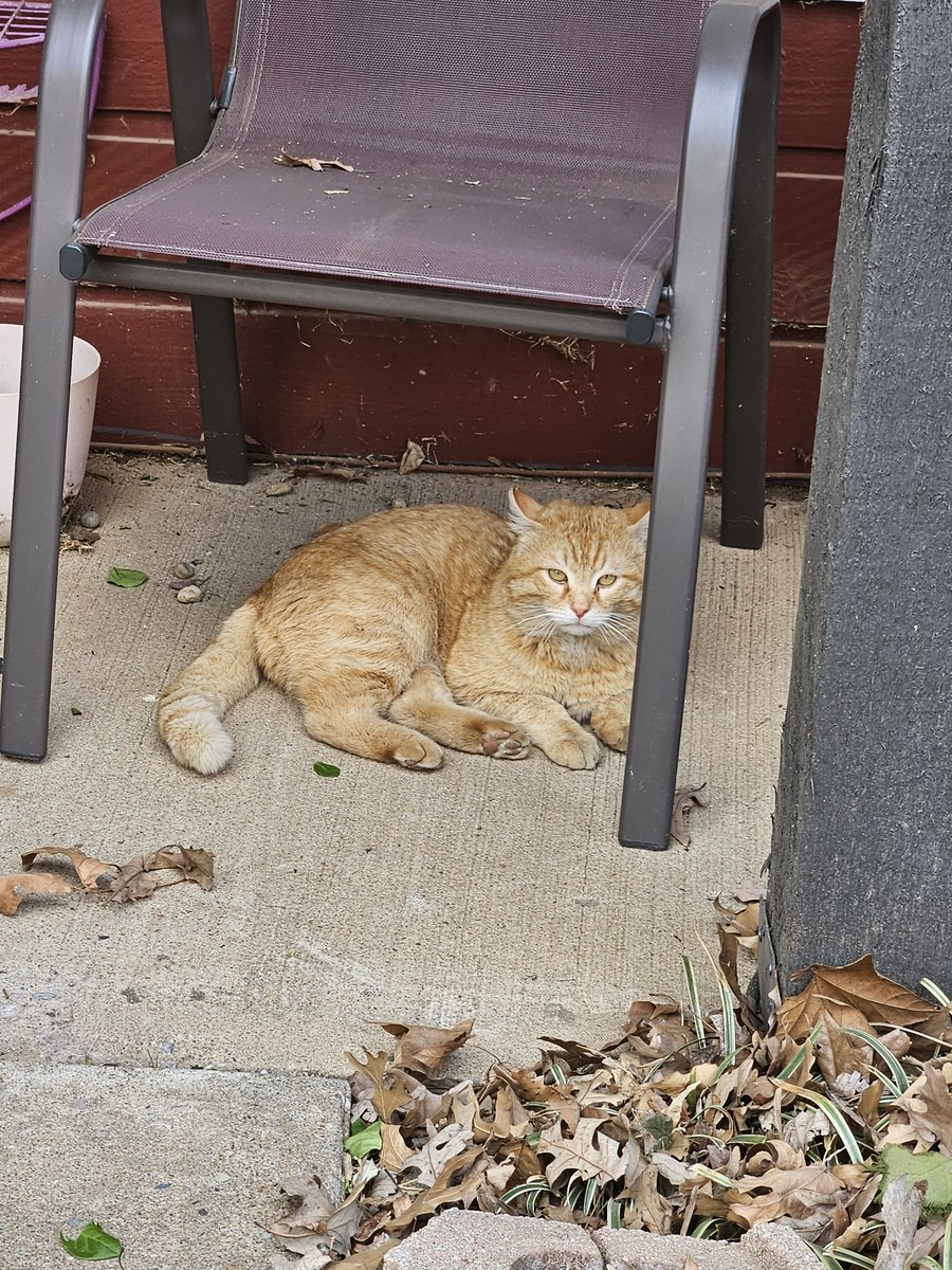 Prophecyph tweet media