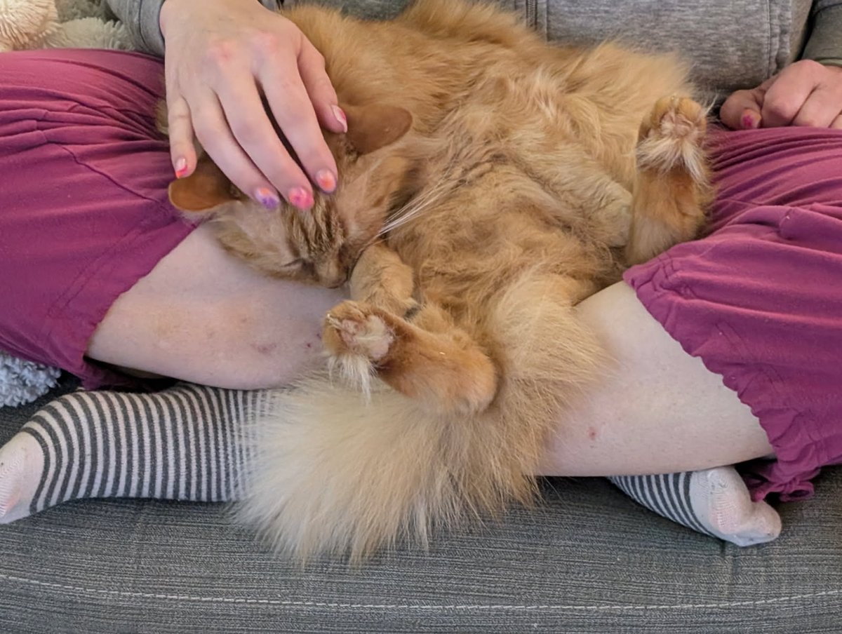 😺MiChatDoh, Shannon👻 & 🍙😽 Mizuky tweet media