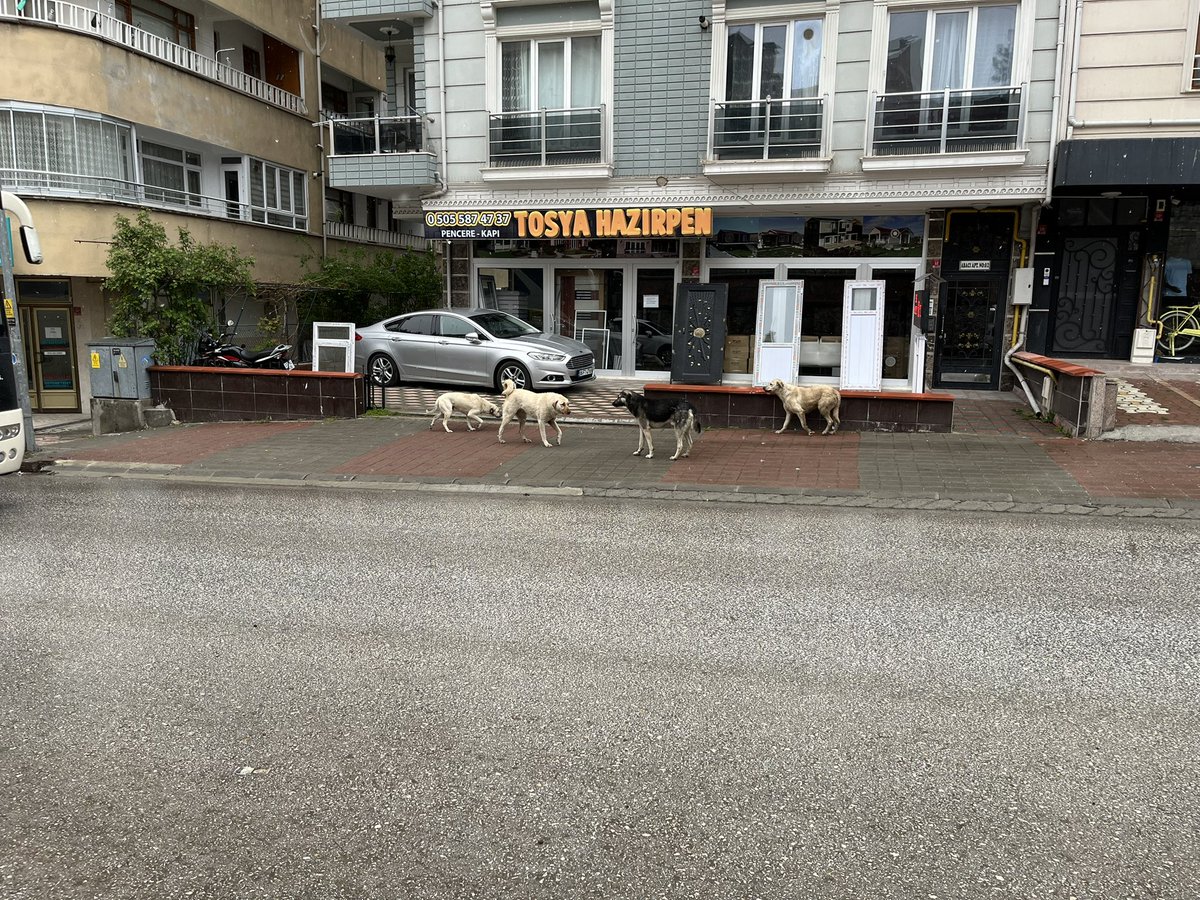 GuvenliSehirler's tweet photo. Ocak ayından beri onlarca kişinin kuduz riskli temas nedeniyle hastaneye başvurduğu Kastamonu'nun @TosyaBelediyesi şehir merkezi başıboş köpeklerin istilası altında.

@kastamonuvalilk @MeftunDalli @TC_TOSYA https://t.co/IoqcdYenvE