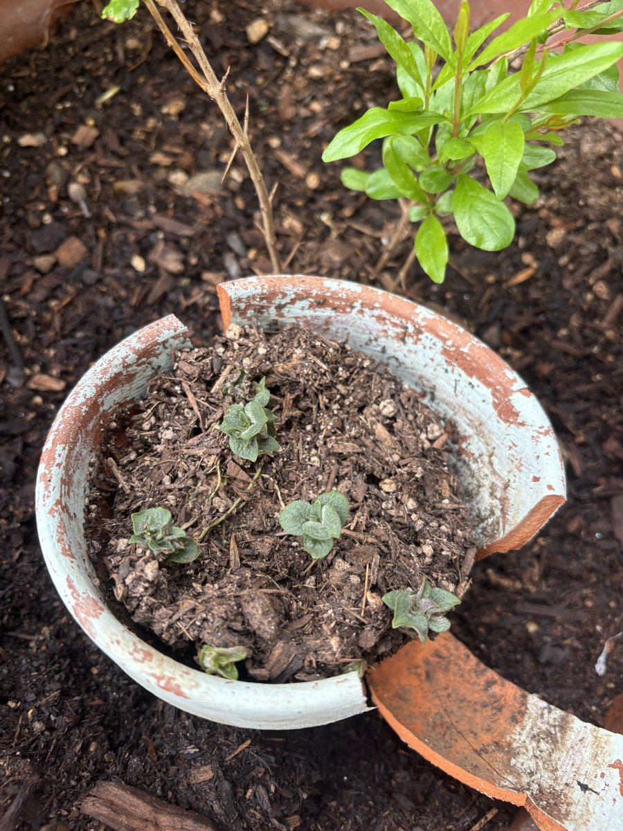 I found a sprouted potato in the greenhouse so I dropped it in a pot temporarily. 
I think it’s outgrown its space.  😆