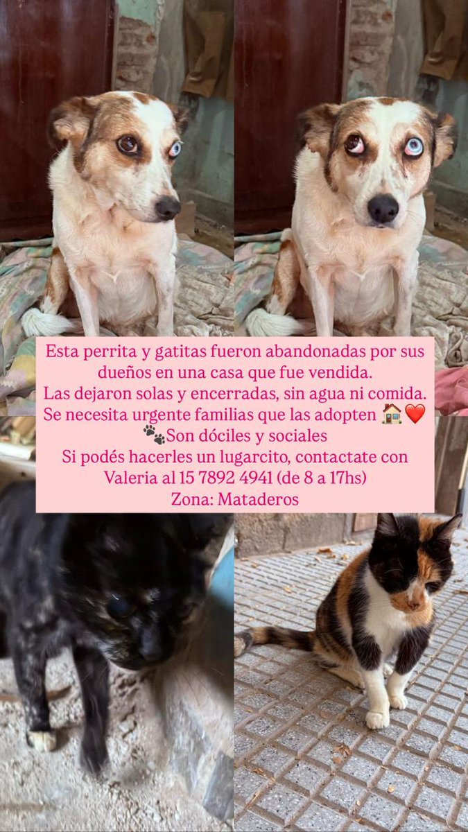 Difundimos