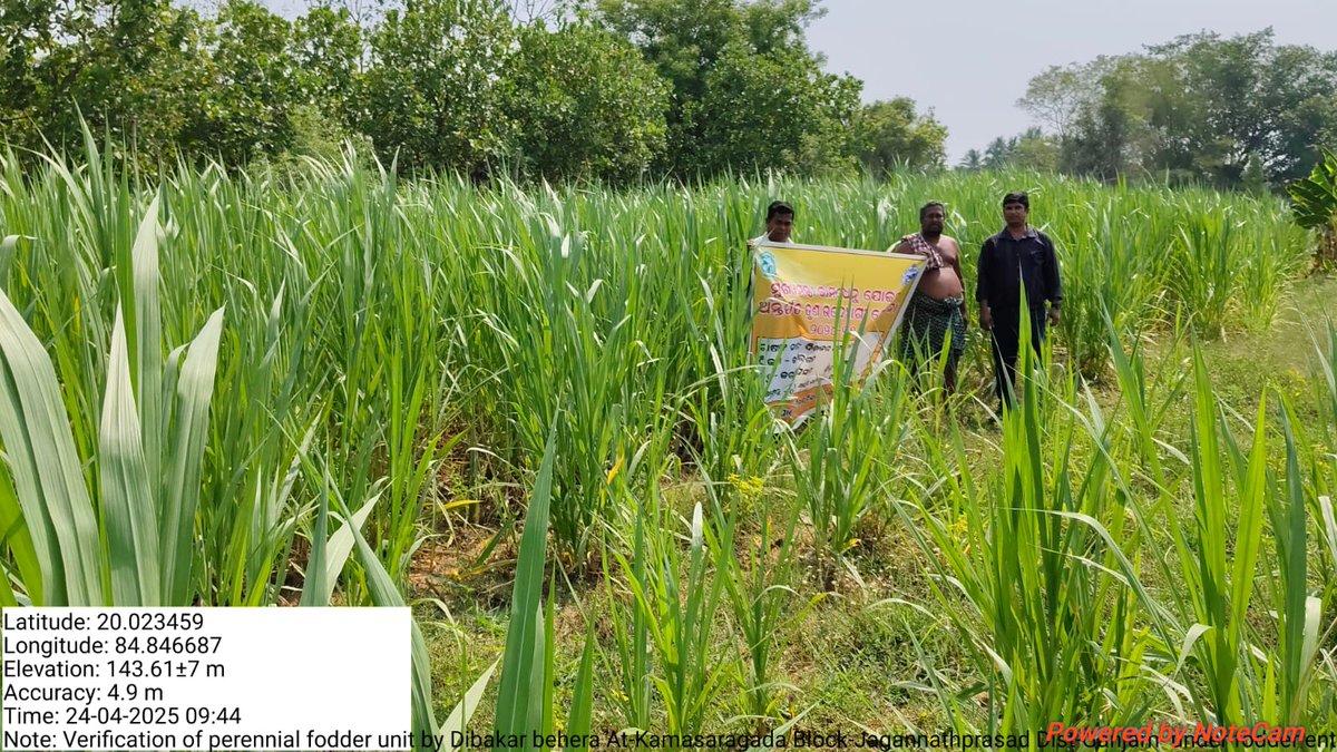 Perennial fodder unit under fodder entrepreneurship program under MKY for year 2024-25 by Dibakar Behera At-Kamasaragada Block-jagannathprasad Dist-Ganjam