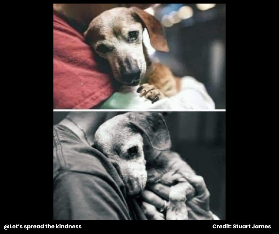 “She was 18. Her people, who loved her whole life, took her, a vaccination booklet, a leash, a collar and her belongings and took her to the Baldwin Park shelter. They said they were tired of fighting with an older dog, signed papers and left, without even looking at her. 

When