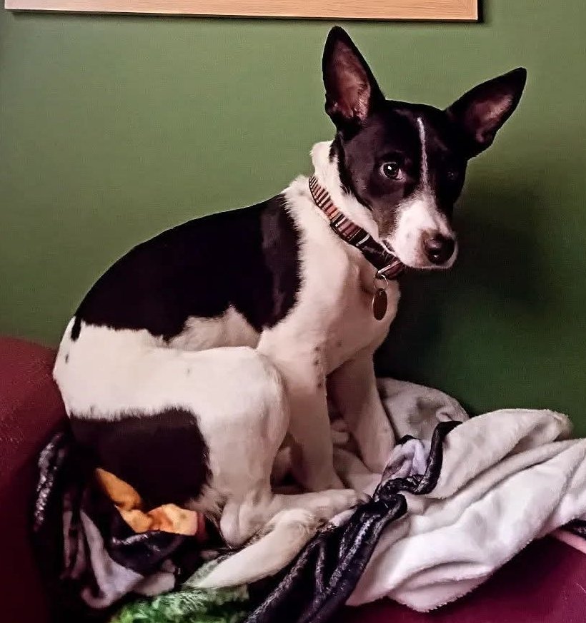 MissingPetsGB's tweet image. 🐕 Very frightened &amp;amp; shy rescue SILAS went missing around 12pm 24 April from Mold Road Mynydd isa #Mold #Flintshire #CH7 when owner tripped, fell &amp;amp; let go of his lead &amp;amp; he ran. He's extremely frightened of everything &amp;amp; everyone. DO NOT CHASE if seen, please call owner asap.