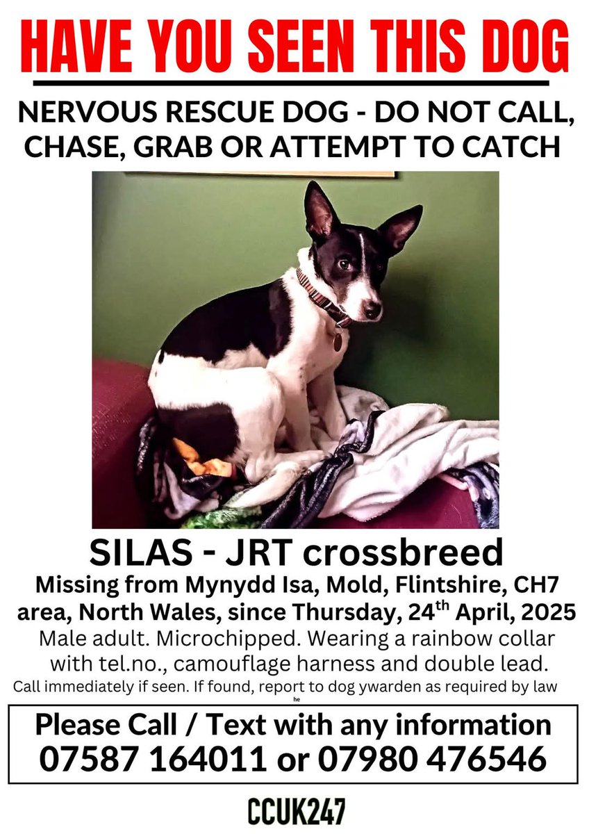 MissingPetsGB's tweet image. 🐕 Very frightened &amp;amp; shy rescue SILAS went missing around 12pm 24 April from Mold Road Mynydd isa #Mold #Flintshire #CH7 when owner tripped, fell &amp;amp; let go of his lead &amp;amp; he ran. He's extremely frightened of everything &amp;amp; everyone. DO NOT CHASE if seen, please call owner asap.
