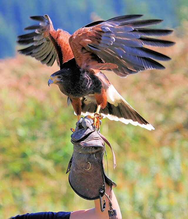 Attaquées par l’association PAZ, les démonstrations de vol de rapaces sont menacées par des campagnes idéologiques basées sur des contre-vérités. ProNaturA France réagit et alerte les Maires de France.
is.gd/BAU4YC