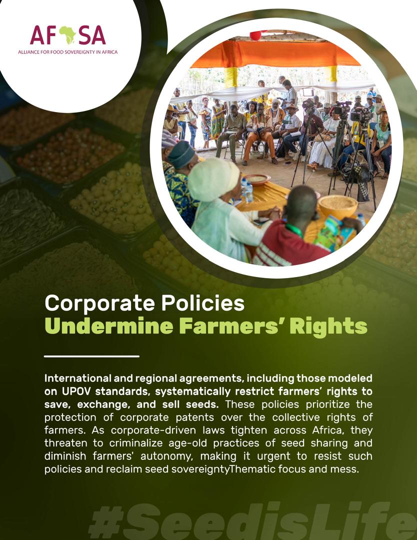 𝟮. 𝗖𝗼𝗿𝗽𝗼𝗿𝗮𝘁𝗲 𝗣𝗼𝗹𝗶𝗰𝗶𝗲𝘀 𝗨𝗻𝗱𝗲𝗿𝗺𝗶𝗻𝗲 𝗙𝗮𝗿𝗺𝗲𝗿𝘀’ 𝗥𝗶𝗴𝗵𝘁𝘀

International and regional agreements, including those modeled on UPOV standards, systematically restrict farmers’ rights to save, exchange, and sell seeds. These policies prioritize the