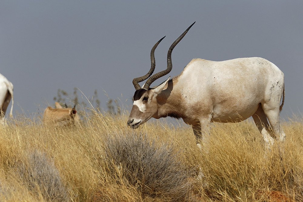 📍#BATHA, la réserve de faune de Ouadi Rimé-Ouadi Hachim.

#Tchadistan #Batha