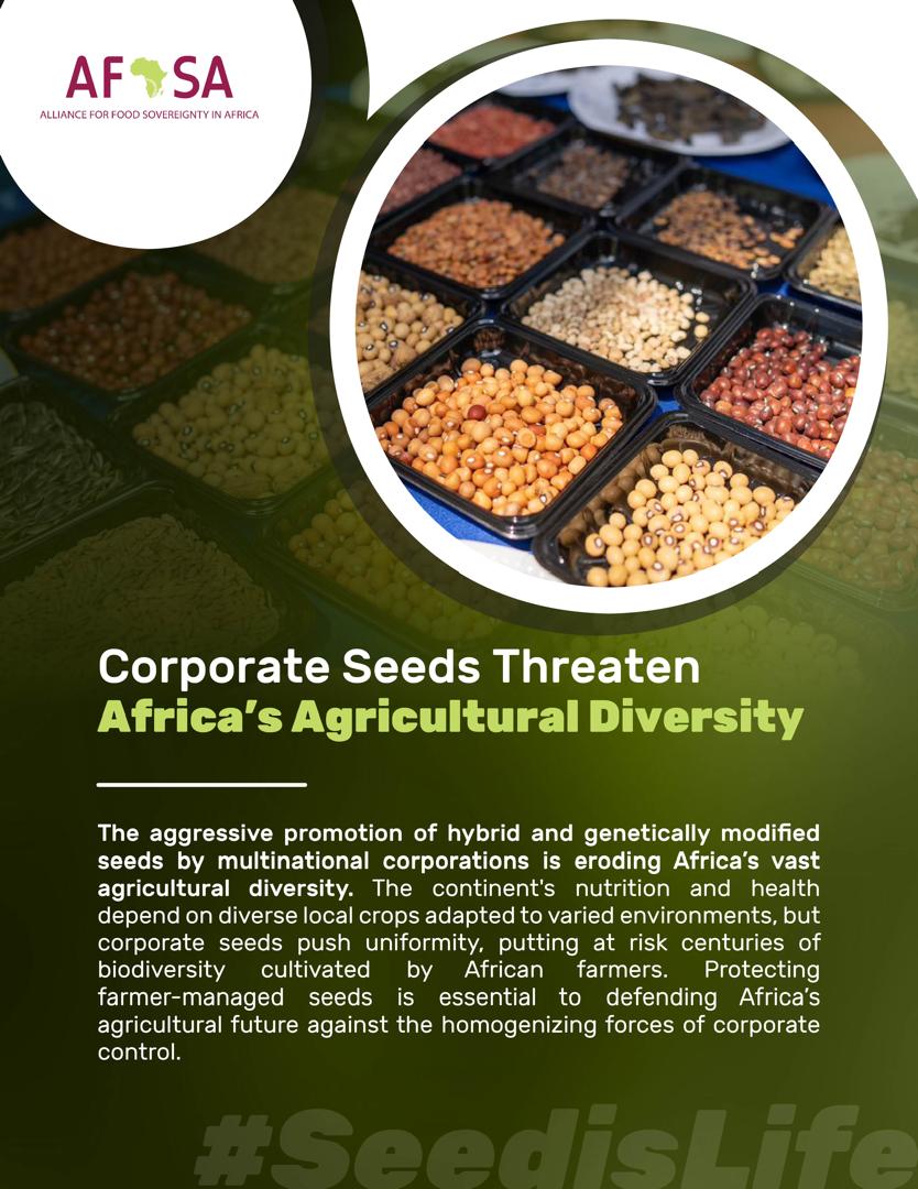 AFSA (@afsafrica) on Twitter photo ๐๐๐๐ ๐๐ ๐๐๐
๐ || ๐
๐ข๐ฏ๐ ๐๐๐๐ฌ๐จ๐ง๐ฌ ๐๐ก๐ฒ ๐๐ ๐๐๐ฌ๐ข๐ฌ๐ญ ๐๐จ๐ซ๐ฉ๐จ๐ซ๐๐ญ๐ ๐๐๐๐๐ฌ
๐ญ. ๐๐ผ๐ฟ๐ฝ๐ผ๐ฟ๐ฎ๐๐ฒ ๐ฆ๐ฒ๐ฒ๐ฑ๐ ๐ง๐ต๐ฟ๐ฒ๐ฎ๐๐ฒ๐ป ๐๐ณ๐ฟ๐ถ๐ฐ๐ฎโ๐ ๐๐ด๐ฟ๐ถ๐ฐ๐๐น๐๐๐ฟ๐ฎ๐น ๐๐ถ๐๐ฒ๐ฟ๐๐ถ๐๐
The aggressive promotion of hybrid and genetically modified ๐๐๐๐ ๐๐ ๐๐๐
๐ || ๐
๐ข๐ฏ๐ ๐๐๐๐ฌ๐จ๐ง๐ฌ ๐๐ก๐ฒ ๐๐ ๐๐๐ฌ๐ข๐ฌ๐ญ ๐๐จ๐ซ๐ฉ๐จ๐ซ๐๐ญ๐ ๐๐๐๐๐ฌ
๐ญ. ๐๐ผ๐ฟ๐ฝ๐ผ๐ฟ๐ฎ๐๐ฒ ๐ฆ๐ฒ๐ฒ๐ฑ๐ ๐ง๐ต๐ฟ๐ฒ๐ฎ๐๐ฒ๐ป ๐๐ณ๐ฟ๐ถ๐ฐ๐ฎโ๐ ๐๐ด๐ฟ๐ถ๐ฐ๐๐น๐๐๐ฟ๐ฎ๐น ๐๐ถ๐๐ฒ๐ฟ๐๐ถ๐๐
The aggressive promotion of hybrid and genetically modified