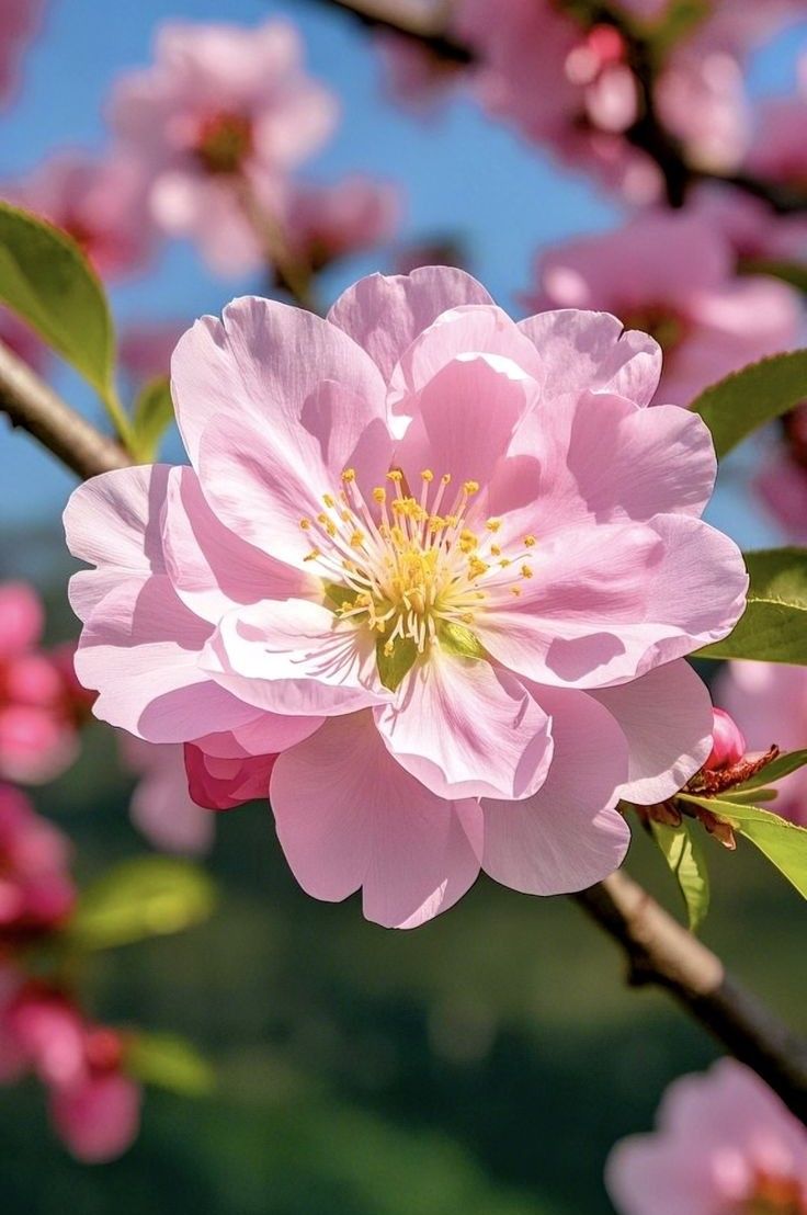 Sweet pink 🌸