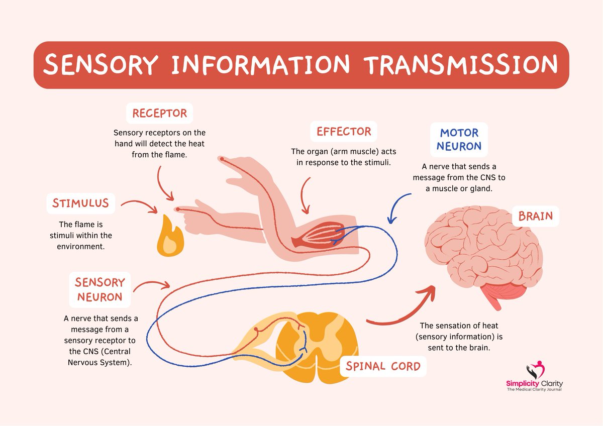 DocsExplainFM's tweet image. 🧠 Uncover hidden causes of Sensory Processing Disorders (SPD) in kids! 🍼 From early nutrition to prenatal stress, learn key risk factors, signs & real-world cases. 👶🔍 Read more: doctorsexplain.net/sensory-proces… #SPD #ChildHealth #Parenting #Neurodiversity