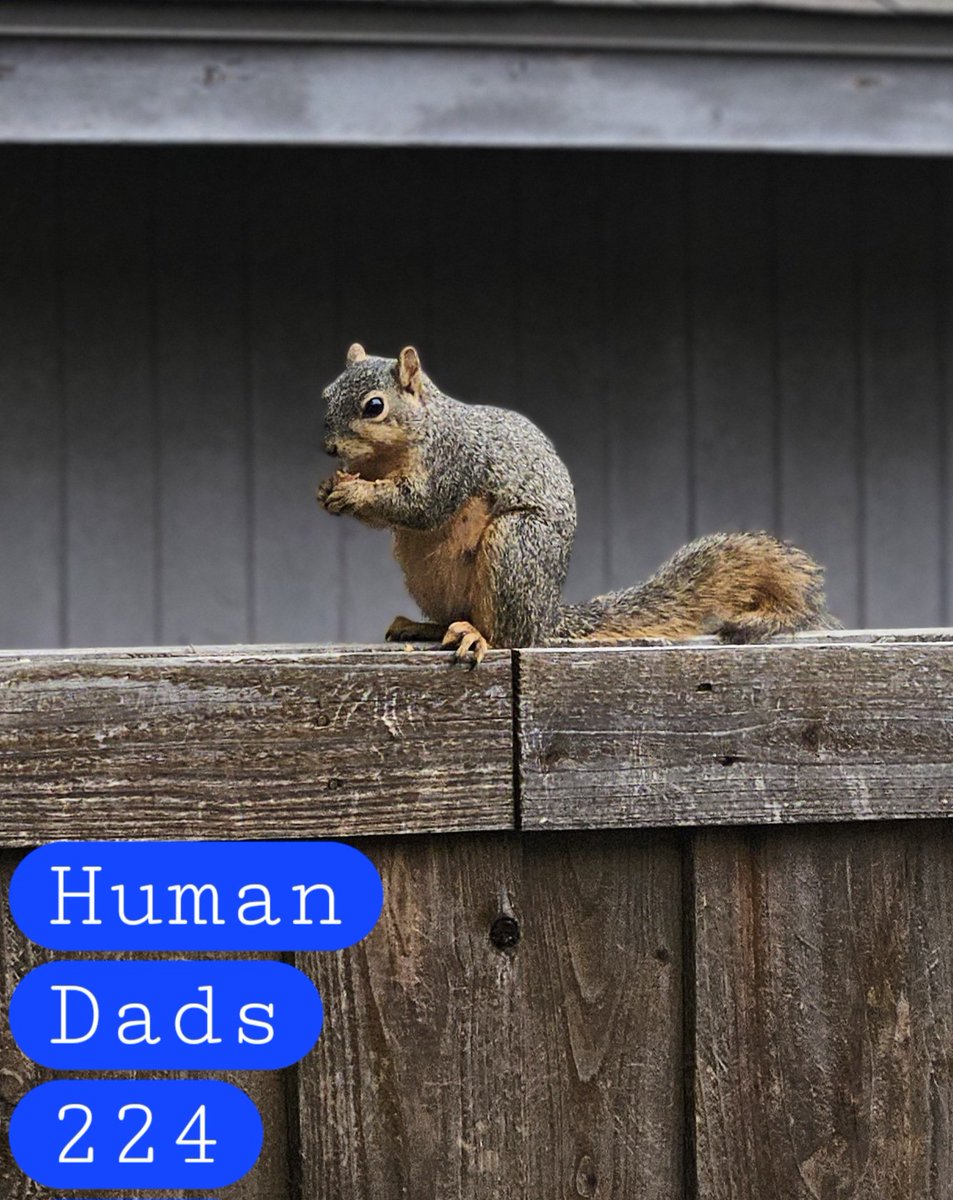 HumanDads's tweet image. Human Dads 224
@rhylanrowe
@2KOLSCH
@jaseballdo
Not so Prime Time
Easter Bunny is a Creep
No More Mascots
Squirrels VS Pillows
Impeach Veterinary prescriptions