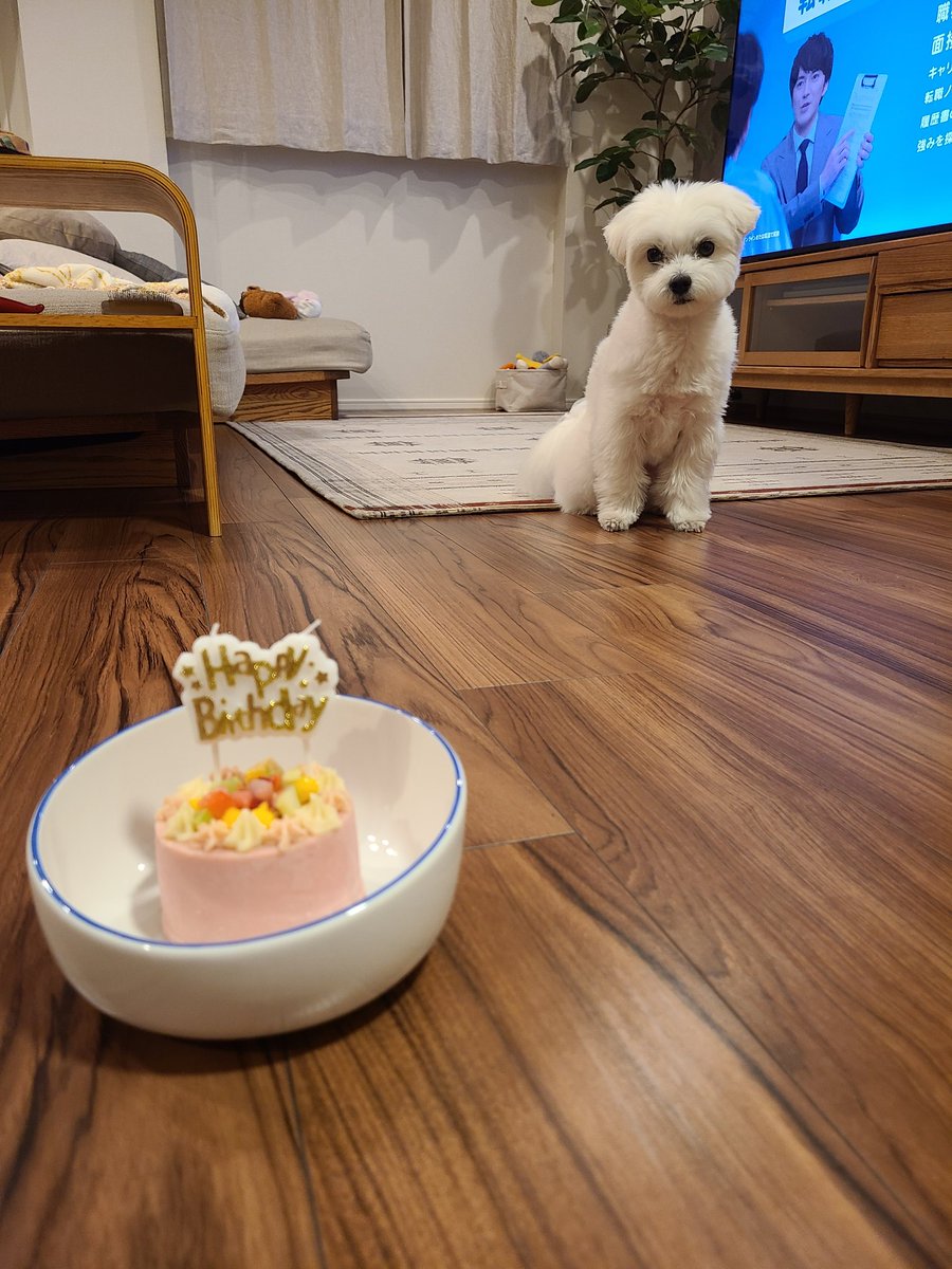 ui0426's tweet photo. Happy Birthday4歳♥️ https://t.co/DjZ1dyAlG0