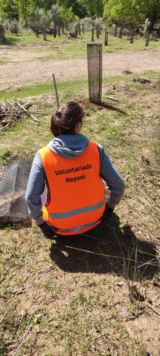 GrupoSylvestris's tweet image. 😊Un placer el haber disfrutado junto a los voluntarios de la @FundacionRepsol y sus familias, de un magnífico día en Torremocha del Jamara

🌳Ayudando al mantenimiento de la repoblación forestal y cambiando los tutores y protectores en mal estado 

#SembramosO2 #CompensamosCO2