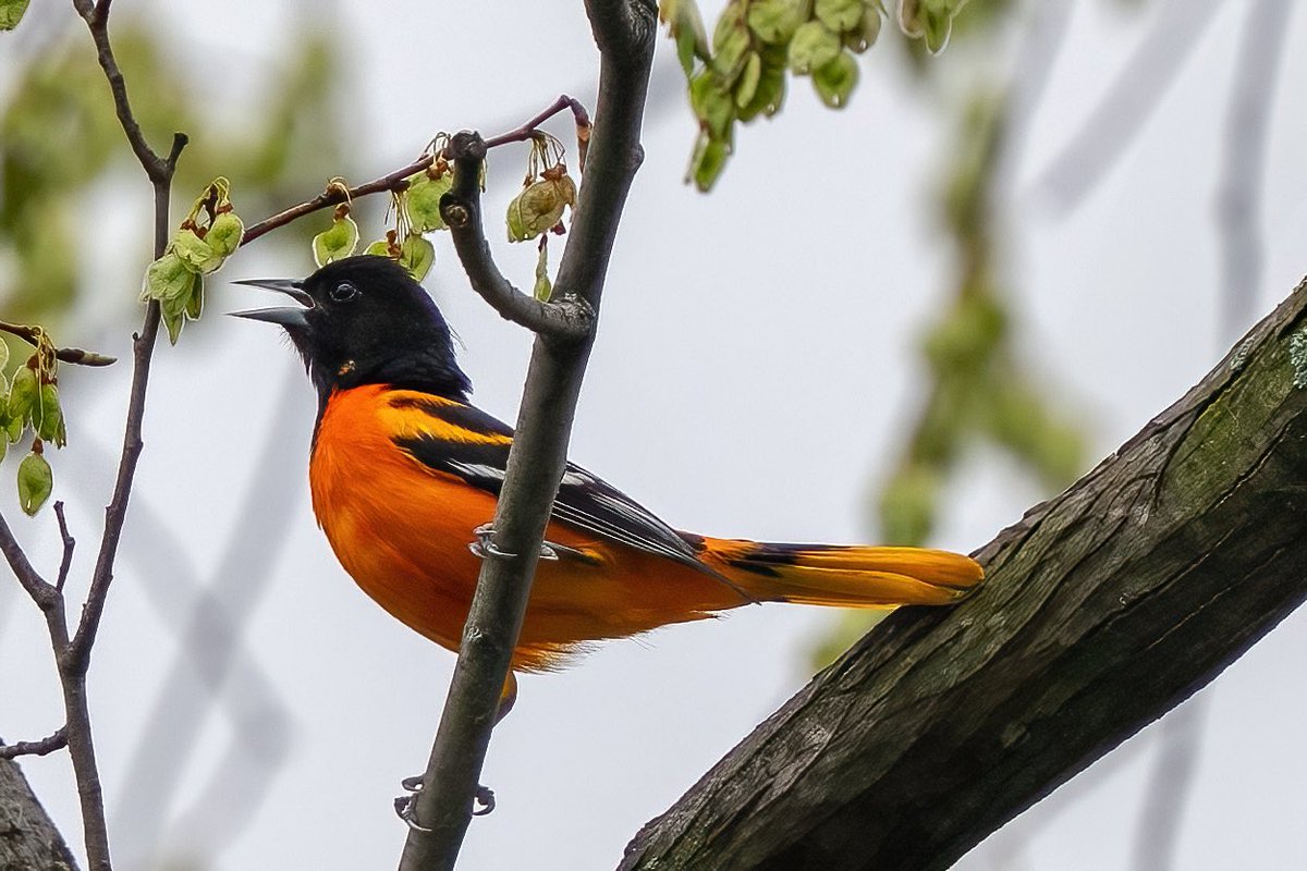 mitoGFP's tweet photo. FOS Baltimore Oriole @CentralPark_NYC Weekend  walk with  @BirdingBobNYC and @DAllenNYC  #birdcpp #BirdsSeenIn2025 #birding #BirdTwitter  #BirdsofNYC @BirdCentralPark #BirdsOfTwitter #birdphotography #NewYorkCity #springmigration #oriole https://t.co/NS7P4hsd0G