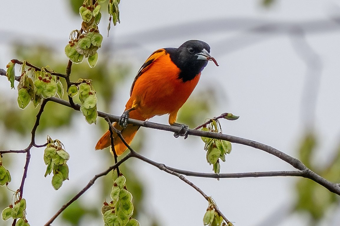 mitoGFP's tweet photo. FOS Baltimore Oriole @CentralPark_NYC Weekend  walk with  @BirdingBobNYC and @DAllenNYC  #birdcpp #BirdsSeenIn2025 #birding #BirdTwitter  #BirdsofNYC @BirdCentralPark #BirdsOfTwitter #birdphotography #NewYorkCity #springmigration #oriole https://t.co/NS7P4hsd0G