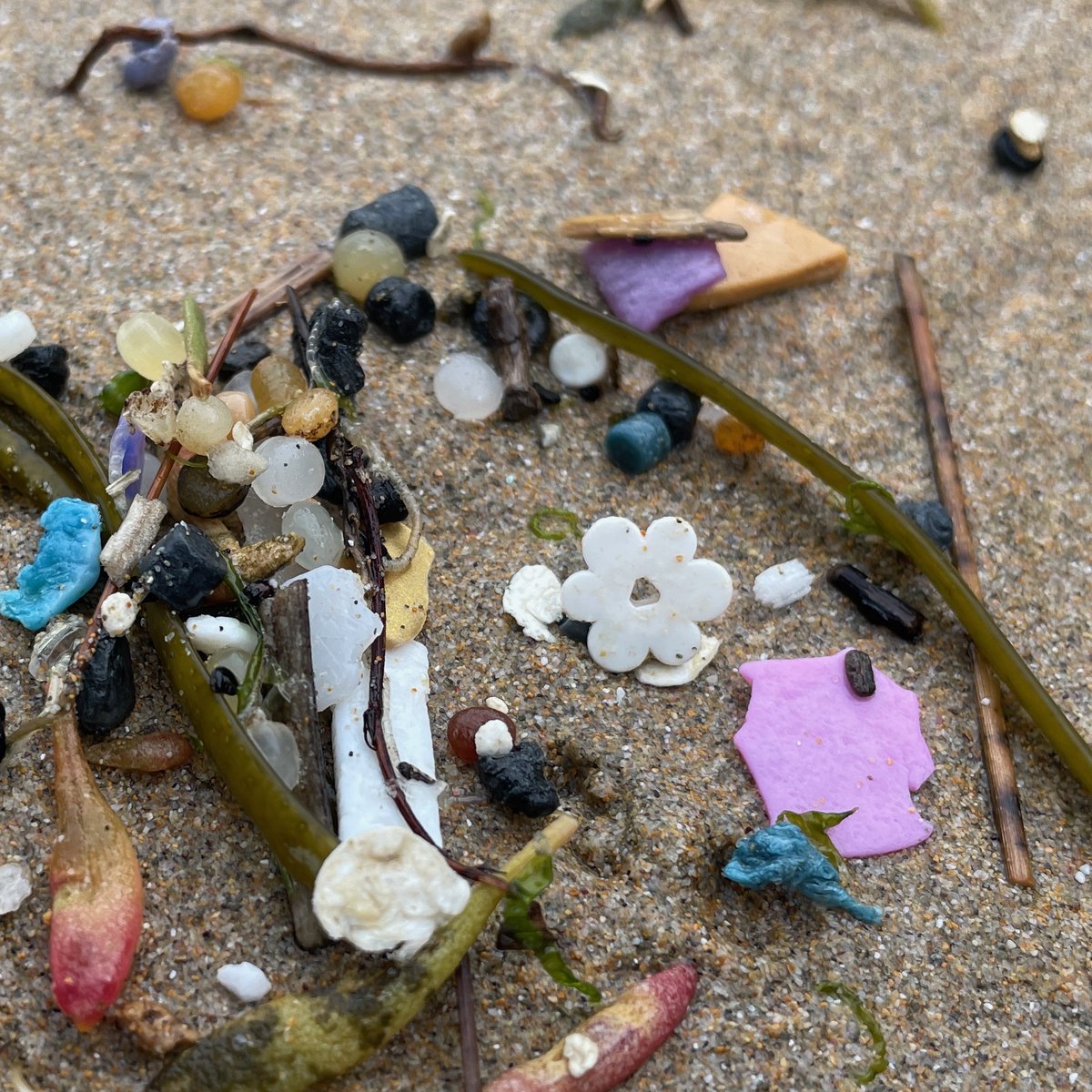 Another day, another Lego flower. There were 128,000 white Lego flowers in the shipping container that fell overboard from the Tokio Express in 1997. They were originally shipped in sets of four, attached to a central sprue. Still turning up, 28 years on.