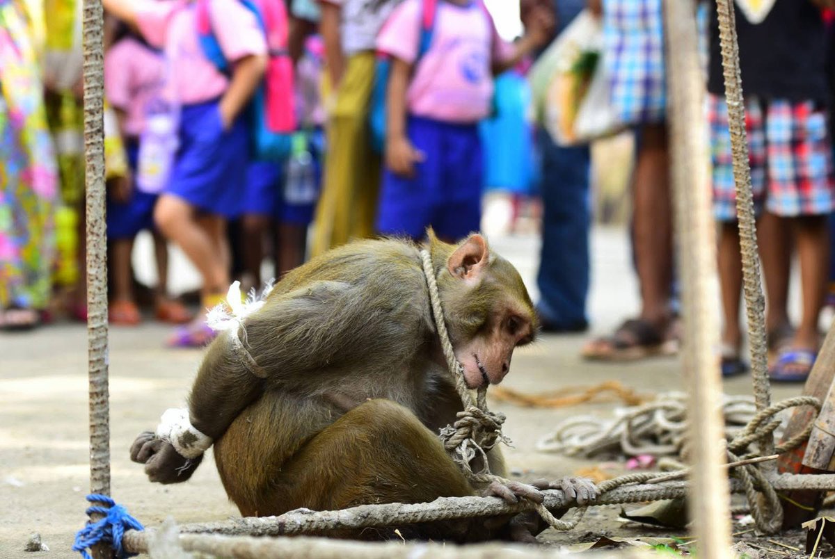 PROTECT ALL WILDLIFE tweet media