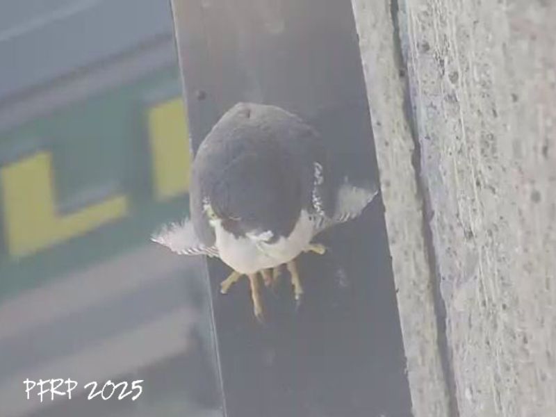 mbperegrines's tweet photo. Radisson - hard to know for sure from this angle (looking down from above) but I think this is Ella sitting on the west side Radisson sign directly beneath the nestbox. Breezy (hence the feather fluffing) &amp; shady, the spot is perfect on our warmest day so far in 2025.
#mbfalcons https://t.co/Hd6TLnIWAr