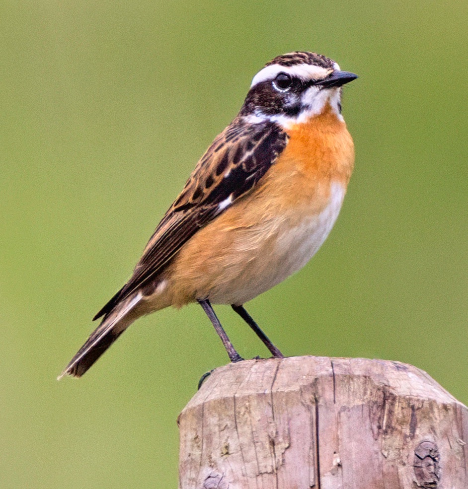 Dave Ward (@dwardphotos) on Twitter photo Whinchat at RSPB St Aidan's today <a href="/nybirdnews/">NorthYorksBirdNews</a> <a href="/SwillyIngsBG/">Swillington Ings Bird Group</a> <a href="/RSPBAireValley/">RSPB Fairburn Ings and RSPB St Aidan’s</a> Whinchat at RSPB St Aidan's today <a href="/nybirdnews/">NorthYorksBirdNews</a> <a href="/SwillyIngsBG/">Swillington Ings Bird Group</a> <a href="/RSPBAireValley/">RSPB Fairburn Ings and RSPB St Aidan’s</a>