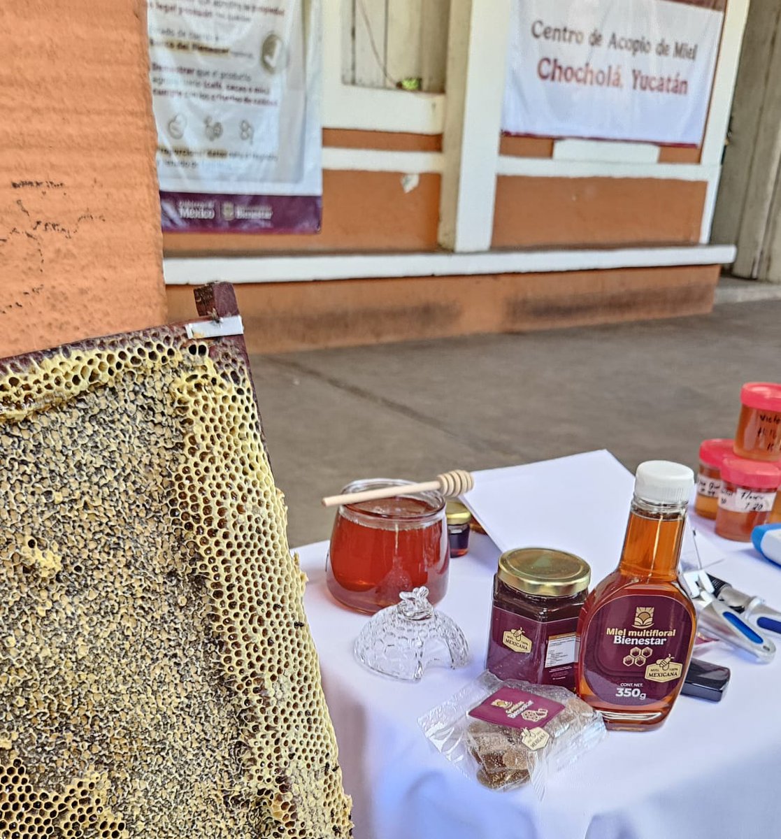 En Chocholá, Yucatán, la Presidenta <a href="/Claudiashein/">Claudia Sheinbaum Pardo</a> presentó el programa de <a href="/alimenbienestar/">Alimentación para el Bienestar</a> para comprar miel a campesinas y campesinos y venderla en las Tiendas del Bienestar, a precio justo para el o la  apicultora y la o el  consumidor.