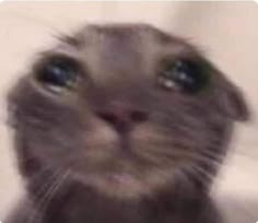 KILLER KITTENSSS (@killerkittensss) on Twitter photo Sadly our lower bracket run is over:
0-2 vs <a href="/Lost_Puppies/">Lost Puppies (LP)</a> x <a href="/LundEsports/">LEO - Lund Esports Organization</a>
Not the results we wanted or expected but every single Kitten put in a lot of time, work and effort. Everyone learned a lot from these games and we'll see what future brings us!! #KTNWIN Sadly our lower bracket run is over:
0-2 vs <a href="/Lost_Puppies/">Lost Puppies (LP)</a> x <a href="/LundEsports/">LEO - Lund Esports Organization</a>
Not the results we wanted or expected but every single Kitten put in a lot of time, work and effort. Everyone learned a lot from these games and we'll see what future brings us!! #KTNWIN