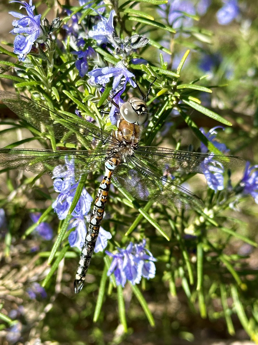 A beautiful dragonfly warming up this morning in some rosemary. Front yard.