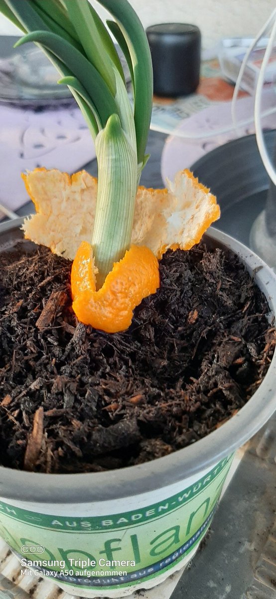 Eine Clementinenzwiebel🤭
Schickes Wochenende euch✌