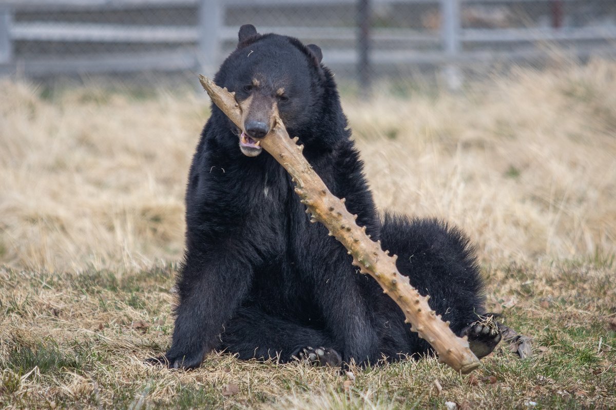 Guess who has finally woken up..that's right, KOBUK IS BACK! And he still loves twirling his stick around. We are glad to see nothing has changed 😎

#awcc #alaskawildlifeconservationcenter #wildlifeconservation #kobuk #blackbear #kobukthebear