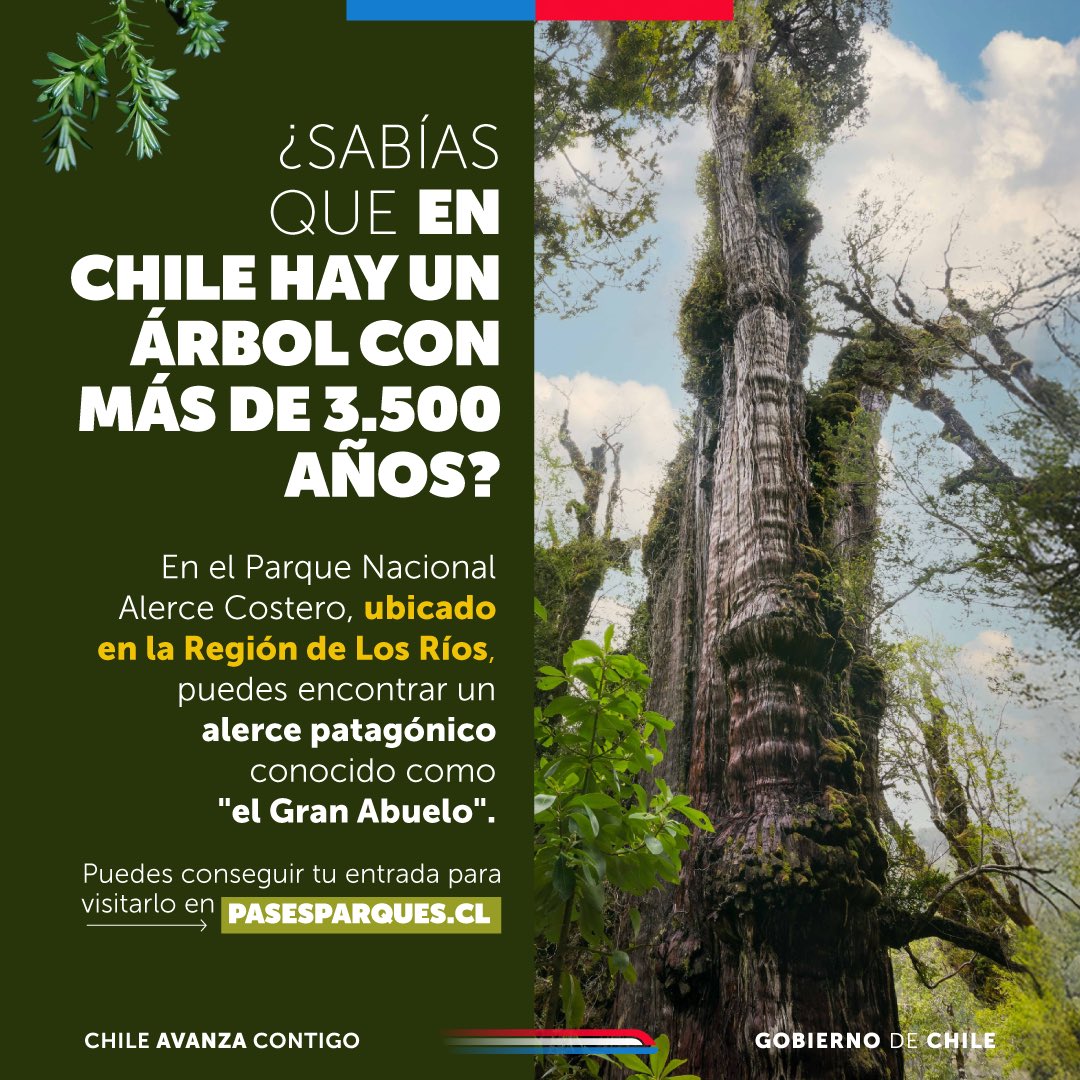 ¿Te imaginas de todo lo que ha sido testigo?
El Alerce Milenario con más de 3.500 años se encuentra en el bosque del Parque Nacional Alerce Costero. El tronco de este imponente árbol mide 4,2 m de diámetro y un perímetro de 11 m, con un crecimiento anual menor a 1 mm/año.

Para