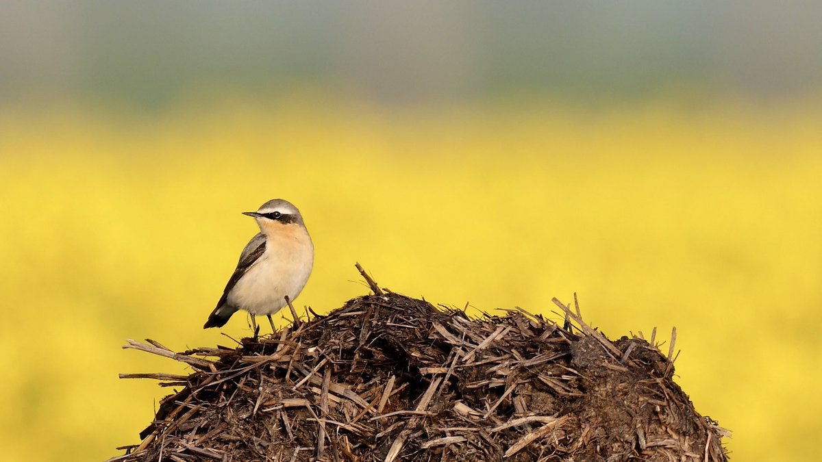 Natuur van de Rhoonse Polder tot de Top van Texel tweet media