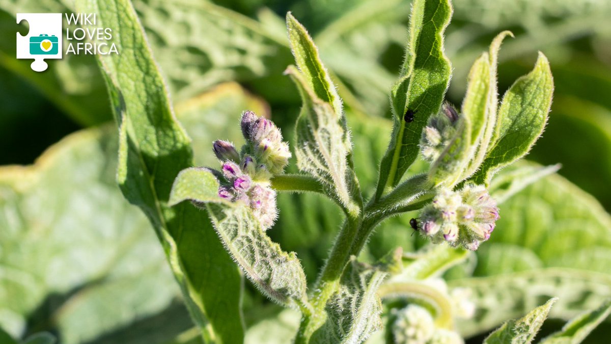 🌾 Where Food Grows, Futures Grow
Food security is more than full bellies — it’s access, dignity, and handing over control of the future to communities. 
Enter #WikiLovesAfrica “Farm to Plate” — bit.ly/wla25_enter
Image attributions: bit.ly/WLA25_Credits