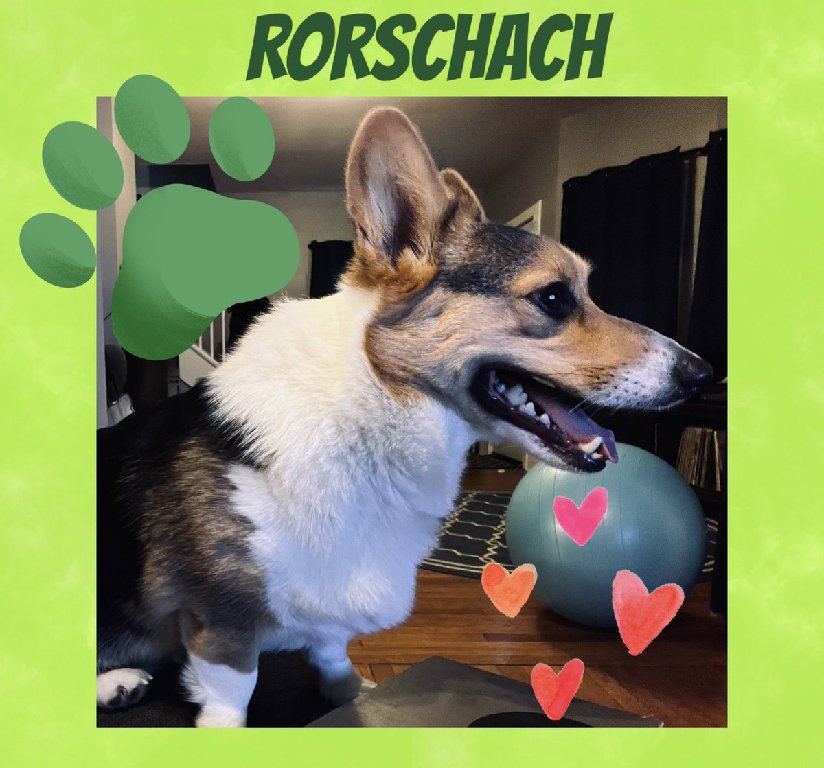 He’s one happy pup! #Corgi 💚🐶