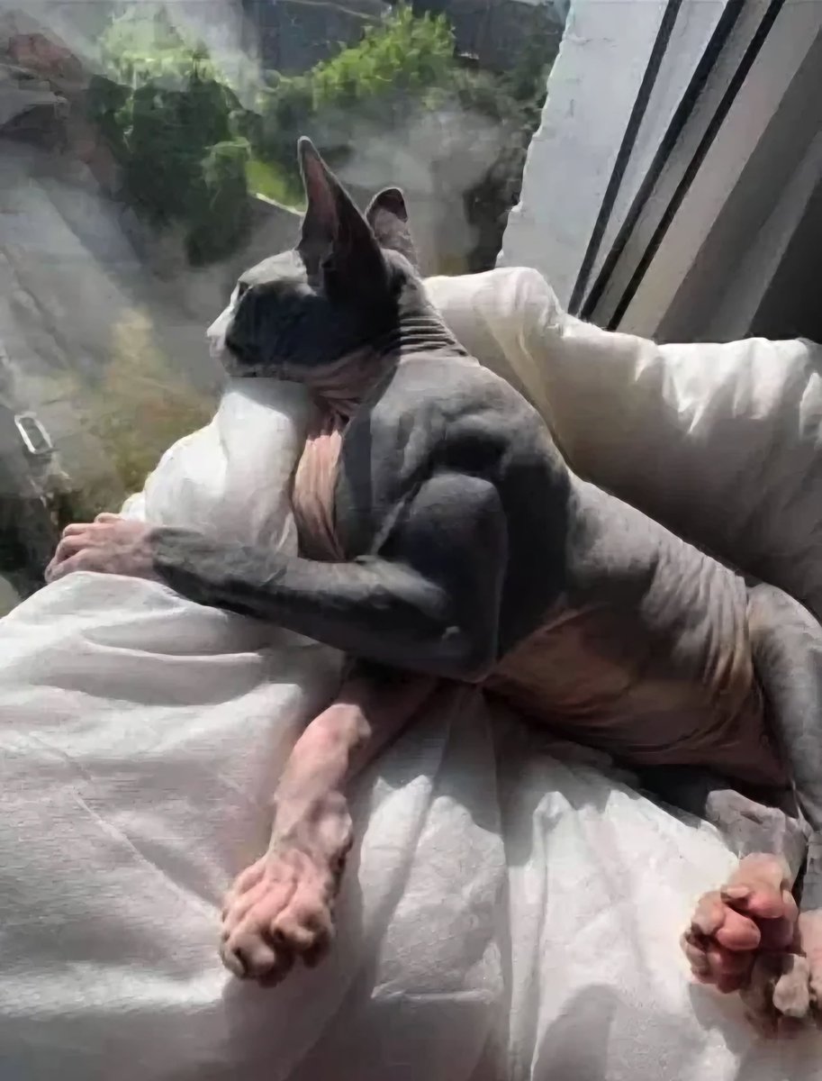 "Gatos": 

Porque descubrieron una extraña enfermedad que hace que los gatos desarrollen sus músculos por demás.