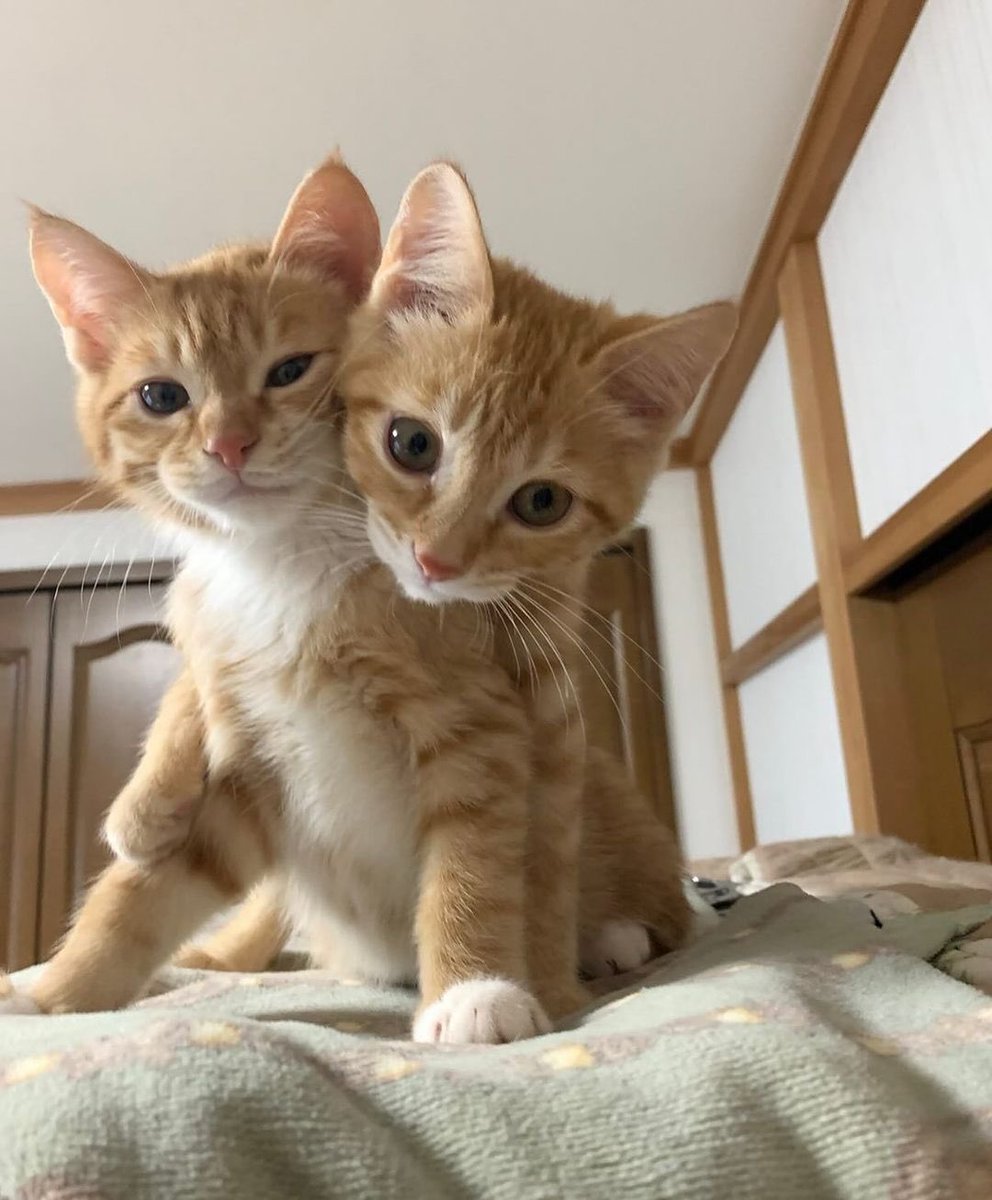 zoey_020121's tweet image. #及岩 #oiiwa 
🐱🐱🎓