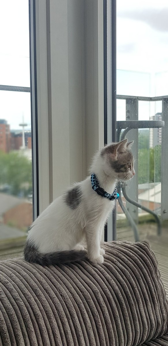 LunaTheCat_sol's tweet photo. Shall i go out ? 

But what if i get lost? 

Nah i will stay in 😴

#sol #memecoin #LunaTheCat https://t.co/1w0X8VjDNw