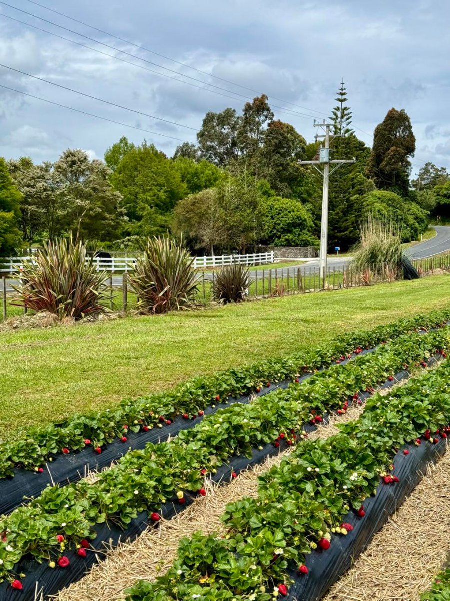 ZCL_zwsa's tweet image. Strawberry Farm will really bring you a lot of happiness!!