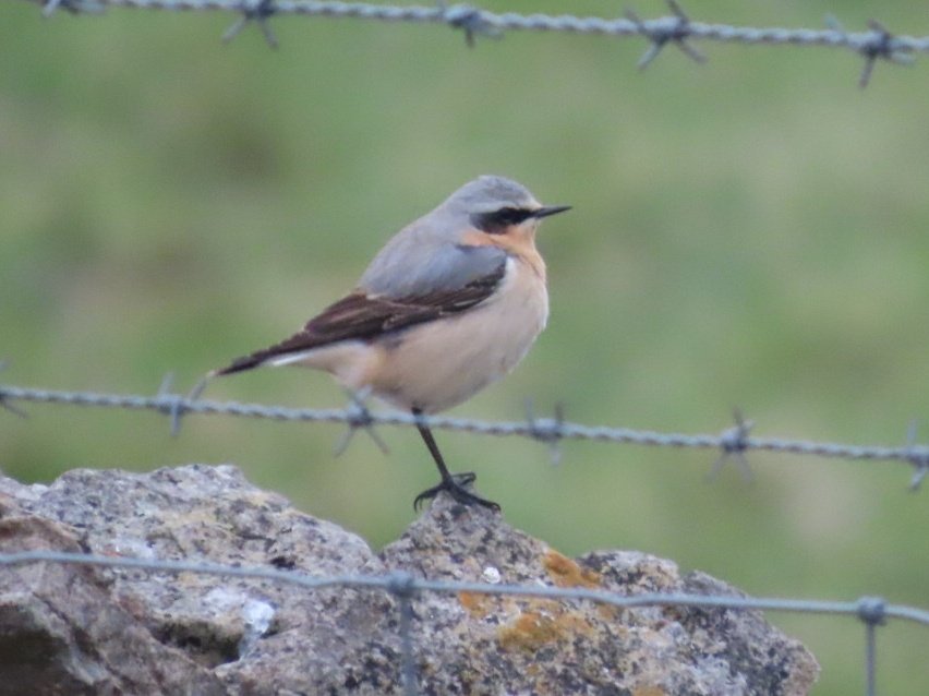 Tom Mabbett (@tommabbett) on Twitter photo Cleeve Common with <a href="/Gregmabbs/">Greg Mabbett</a> 6.15-8am. 4 Wheatear, 6m and 1f Stonechat, Yellow Wagtail over, Lesser Whitethroat heard, Buzzard and Red Kite on the deck, c4 Common Whitethroat, endless song of Skylark, Meadow Pipit, Linnet, a few Yhammer, Tree Pipit below masts #Glosbirds Cleeve Common with <a href="/Gregmabbs/">Greg Mabbett</a> 6.15-8am. 4 Wheatear, 6m and 1f Stonechat, Yellow Wagtail over, Lesser Whitethroat heard, Buzzard and Red Kite on the deck, c4 Common Whitethroat, endless song of Skylark, Meadow Pipit, Linnet, a few Yhammer, Tree Pipit below masts #Glosbirds