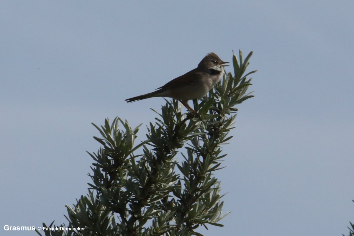 Natuurexplorati's tweet photo. Intussen is de Grasmus ook in volle aantallen gearriveerd. Had 1ste 3 zangpost op 22/04 in #Waterdunen, vandaag in #Zwinduinen 22 zangpost. Ook 1ββ van de zeldzame doortrekkende Beflijster, dat was jaren geleden. #vogels #birds #fauna #natuur #natuurdichtbij #mykh https://t.co/0liscJgjPe
