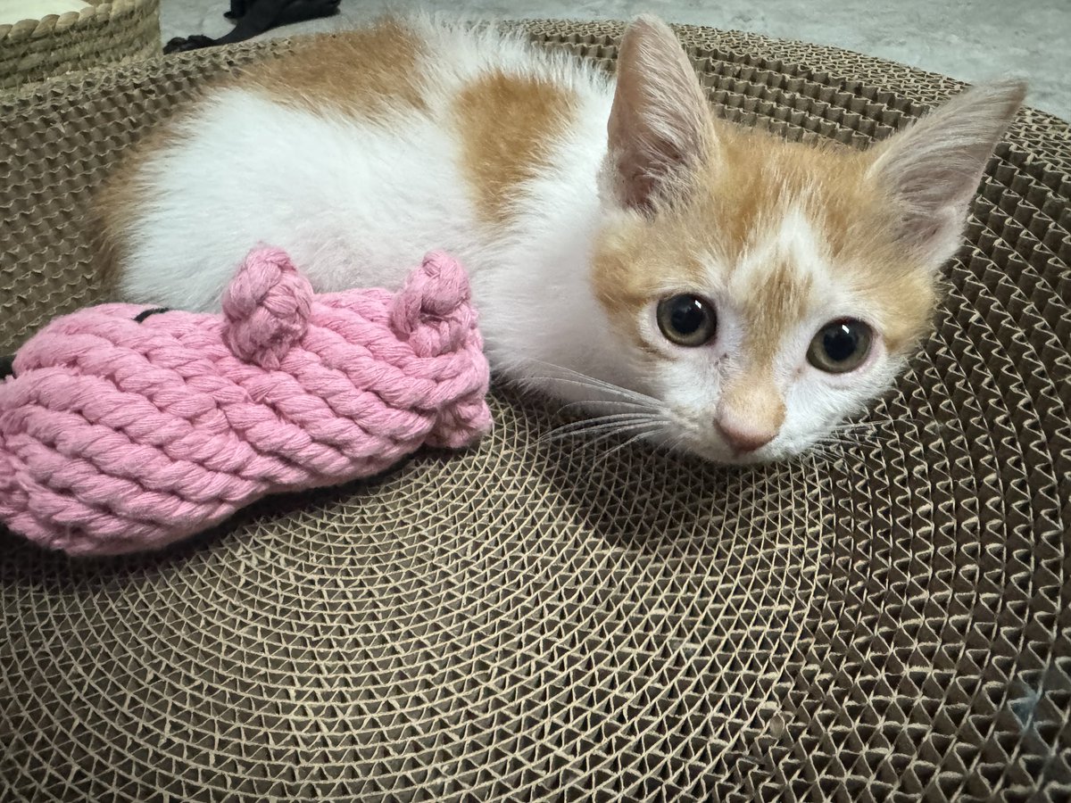 うちのチ⭕️ポニャー,ミルです🥰🥰