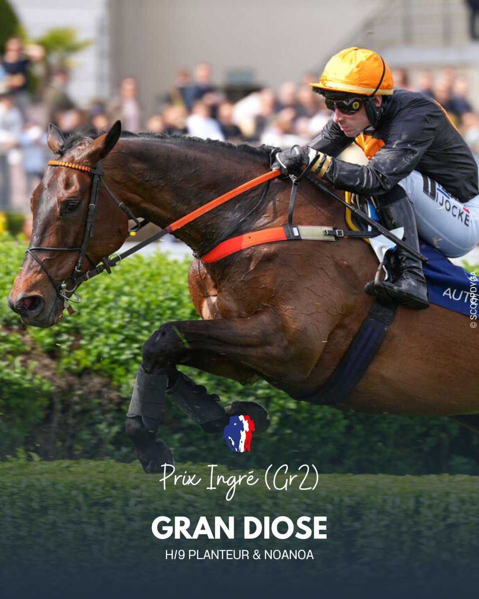 🏆 PRIX INGRÉ (Gr2), AUTEUIL
Gran Diose (Planteur) magistral pour sa rentrée ! Le champion de F. &amp; O. Hinderze et L. Monnet s’impose avec autorité et sera le grand favori du Grand Steeple 2025.
#JourdeGalop #GrandSteepleChaseMasters
