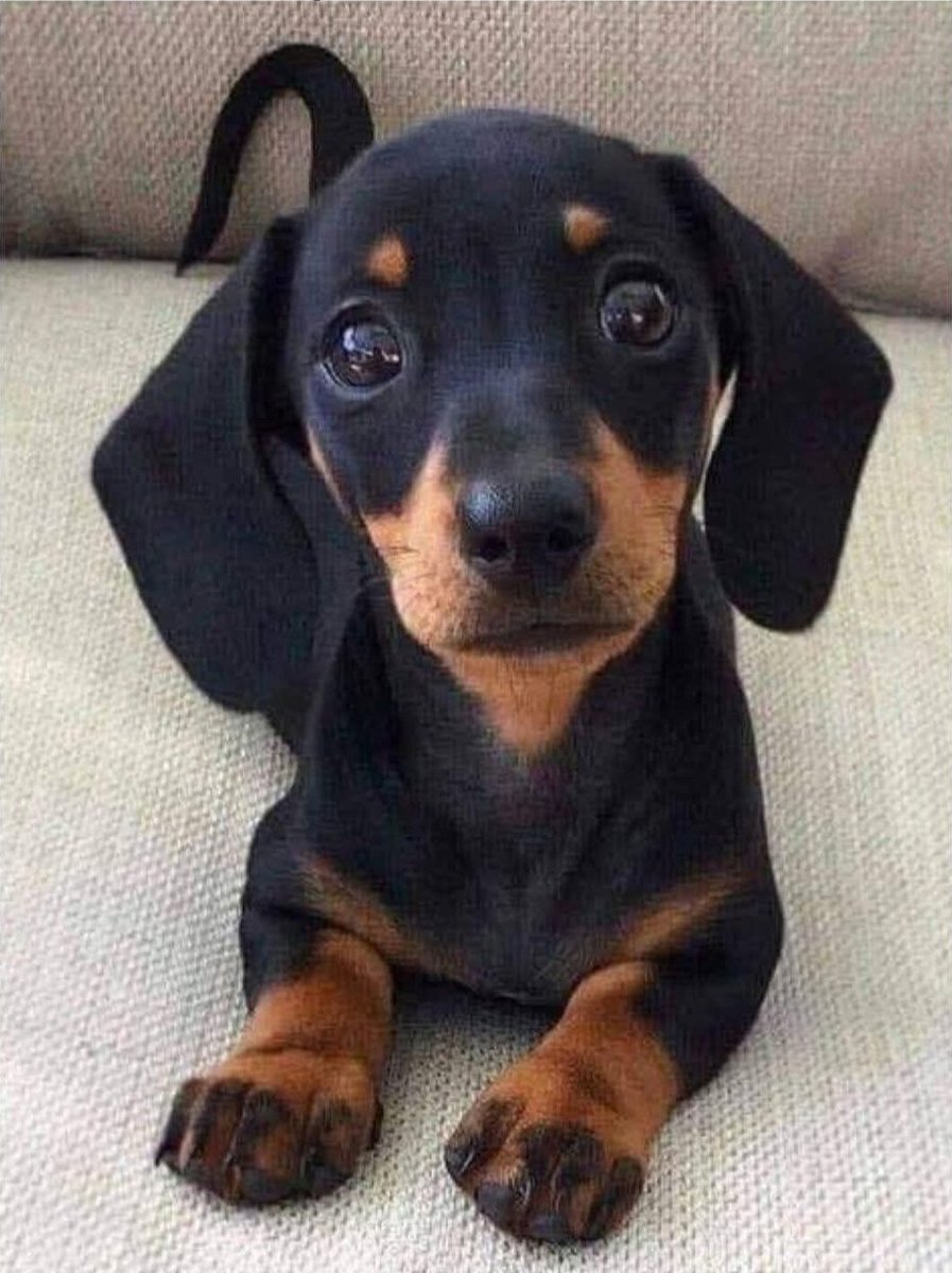 soares ᶜᵉᶜ tweet media