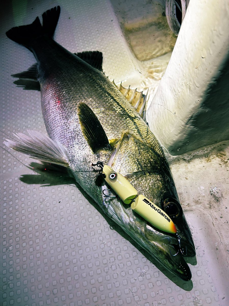 tatsuya1122's tweet image. 今日も元気にPUREFISHING！！

目がパッキパキで可愛いお気に入りで！！

#アブガルシア
#abugarusia
#HiLow