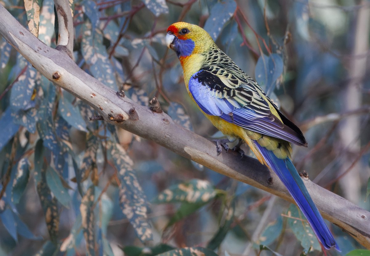 Craig Smith tweet media