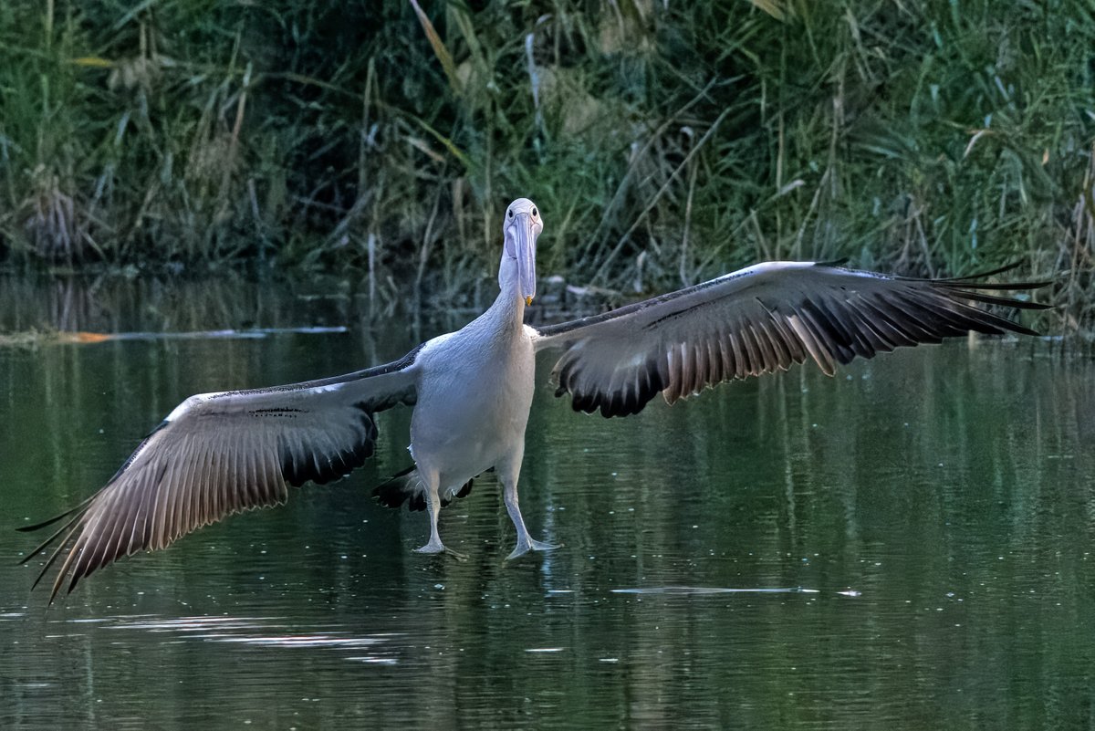 Craig Smith tweet media